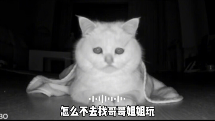 Turns out it’s not just people who can’t find cats—cats can’t find each other either!
