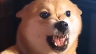 刚入职时的你VS工作半年后的你VS工作一年后的你