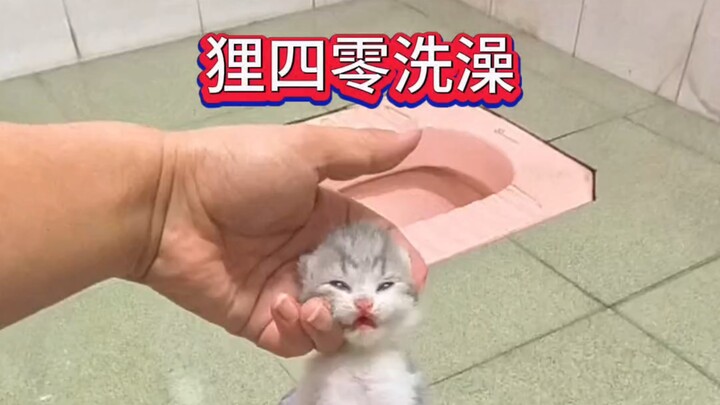#CatBath #Kitten #BabyKitten #YoungCat #MilkCat #CatShampoo #WashingCat #CatsDoingWeirdThings #CatsF