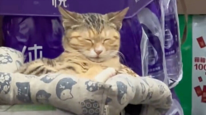 The Adorable Cat Manager of the Braised Chicken Shop