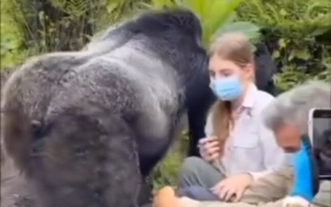 กอริลลาภูเขาตัวใหญ่ยักษ์เดินผ่านฝูงชน