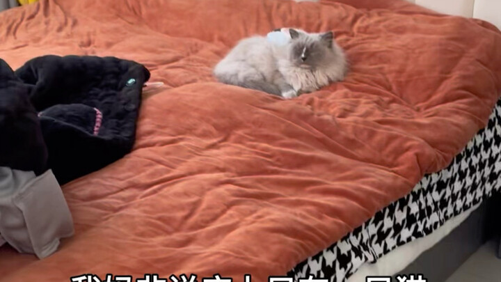 Ibu saya panik berkata bahwa kucingnya hilang, di kasur hanya tersisa satu ekor kucing saja.