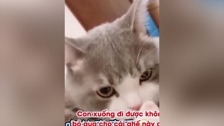 Chú mèo khoai Tây nekk❤️❤️cat dethuong xuhuong rosepet4