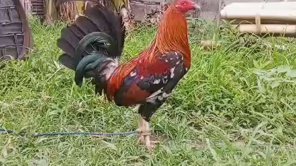 For Sale 2500 banded