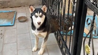 Lú luôn với con Ngáo này | MYPET