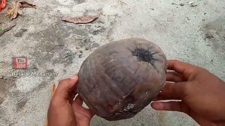 Cara Menumbuhkan Tunas Bonsai Kelapa Dengan Cepat Versi Belajar Menanam
