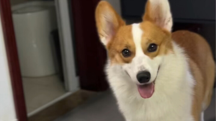 มีนักศึกษาจากหางโจวคนไหนอยากพาคอกกี้ขาวยาวไปเดินเล่นบ้างฮ่าๆๆ