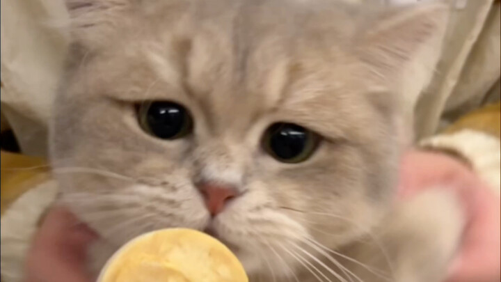 Seeing委屈on a cat’s face for the first time