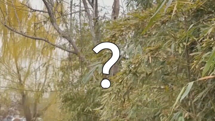 Gì cơ gì cơ, cái gì mà không thể dứt được mối tình?