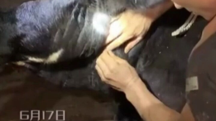Man tries to give a cow an injection, fumbles the shot and ends up jabbing himself! Cow: “I’m no hum