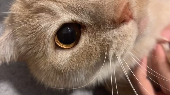 A Big Fat Cat | So Cute