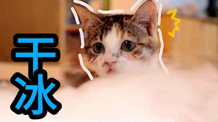Mua đá khô cho mèo con giải nhiệt, mèo bỗng chốc hóa thành Ngọc Hoàng Đại Đế (σ≧∀≦)σ【Mèo Phát Sóng】