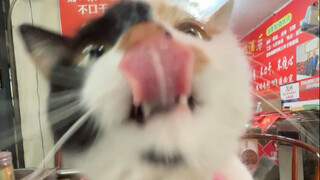小猫老板这个费力揽客