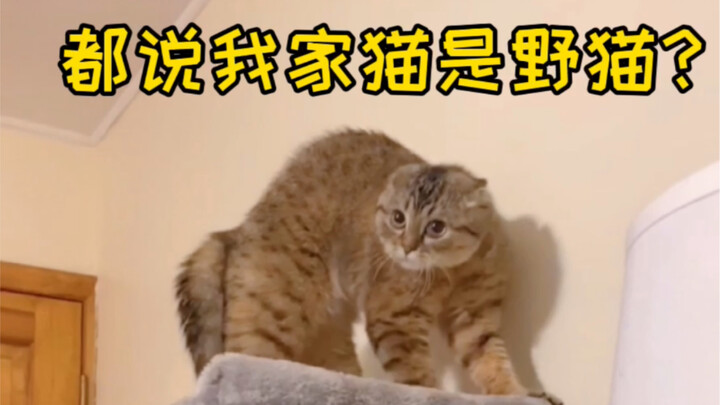 This is a rare clip of early humans taming wild cats.