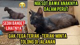 Astagfirullah Kucing Hamil Besar Menangis Kecelakaan Di Jalan Teriak-Teriak Minta  Di Tolong..!