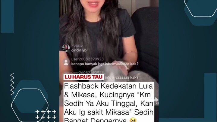 keadaan kucing lula mikasa saat ini