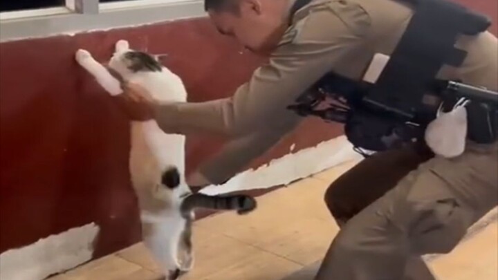 Episode paling bikin kucing nggak habis pikir