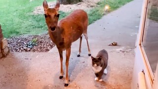 When your cat brings home a unexpected friend 🙈🤣