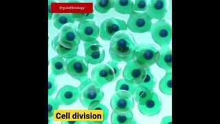 cell division lapse #shorts #timelapse #shortsbeta