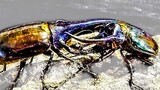 [Kumbang Terkuat] Kumbang Laut Selatan VS Kumbang Phytophthora