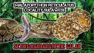 Bersih2 dan seting kandang ular retic locality Sulawesi
