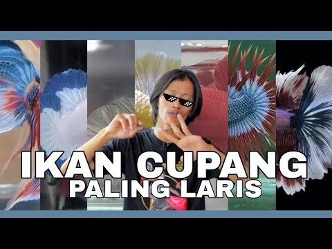 TERNYATA IKAN INI YG PALING LAKU DI FARM GUE !!