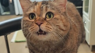 Không phải nói là nạp đồ ăn không giới hạn sao?