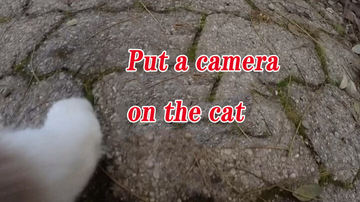[แมวเหมียว] ติดกล้องไว้ที่แมว ดูว่าเธอจะซ่อนเจ้าเหมียวยังไง...
