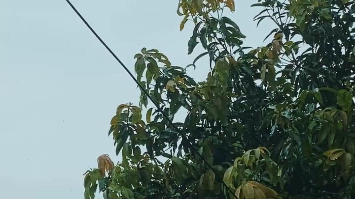 ভাইরাল