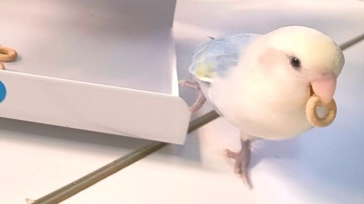 Bird: Found some unclaimed wealth 🤔 How could such a lucky break happen? Better launder the cash fir