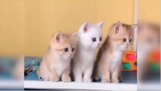 Khi các Boss tấu hài cùng Sen P.22
