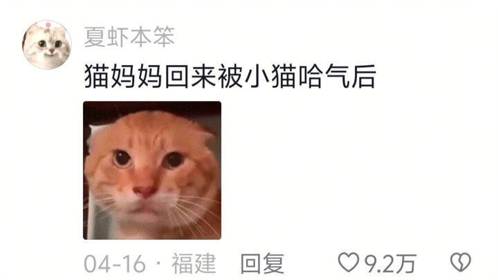 Setelah anak kucing belajar mendesis: “Ibu, coba lihat sesuatu yang keren nih”