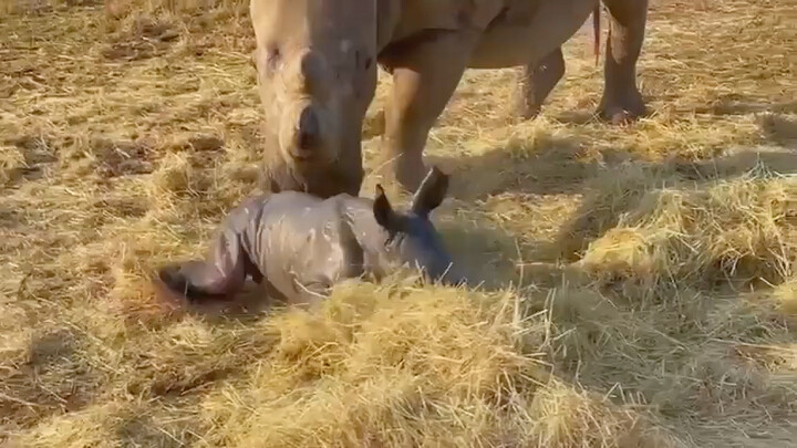 A baby rhino is born, still wrapped in a complete amniotic sac.