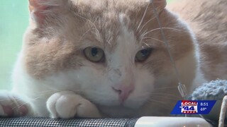 Thomas, a chonky-cheeked cat, is ready for love!