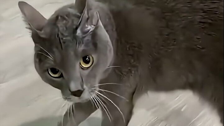 Cat warning~ Ah ah, lou lou lou lou lou!