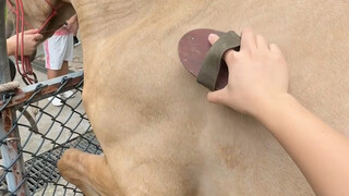 What do veterinary students do every day?
