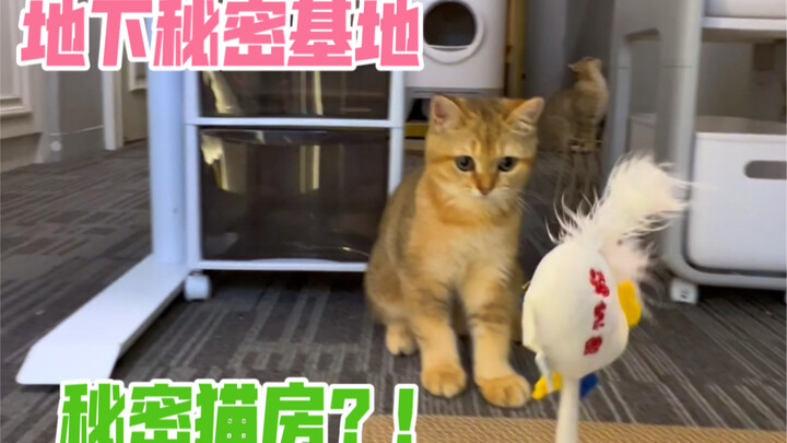 There's a cat room in my secret base? Today I'll show you my secret base...