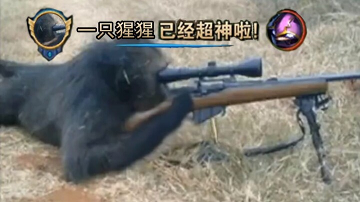 Tembok tertinggi daya tempur Infinite Fire, bahkan gorila yang pegang mouse pun bisa mudah banget ki