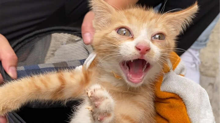 تمكّنت بسلاسة من الإمساك بثلاثة برتقالات صغيرة، وبقي فقط لص الشارع الأخير.