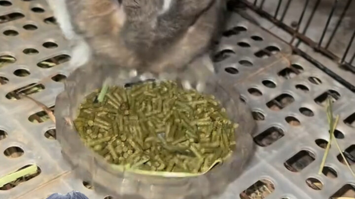 Poor little rabbit