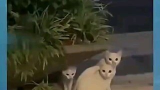 Kok Bisa Ya