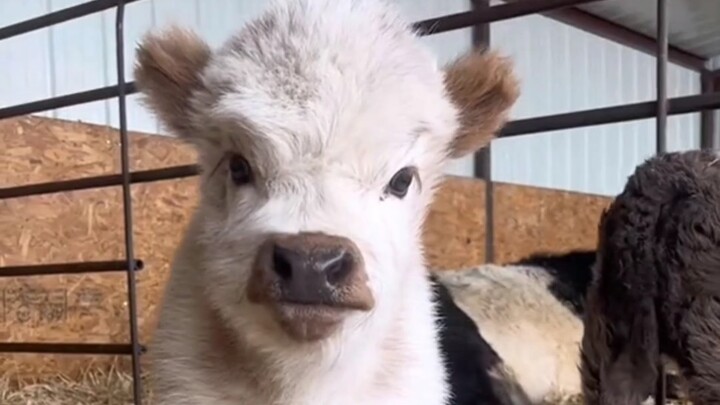 Scottish Highland cow calves are just too cute!