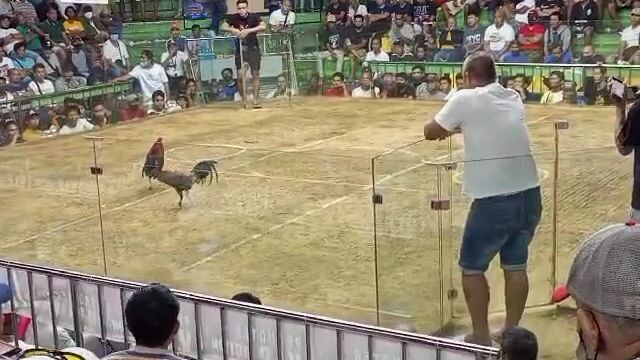 3 cock sa SMC. 2nd fight💥 Pa champion kalaban na silat pa sila super quality. #march 27