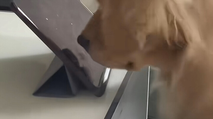 Jangan selalu menyalahkan anak yang kecanduan game, anjing pun sama kok!