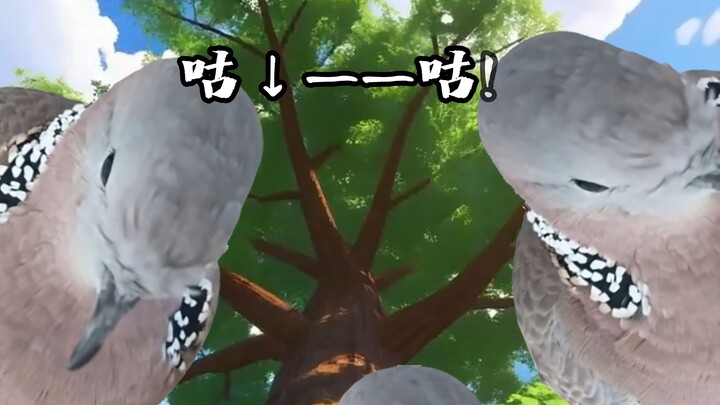 Ôi chú chim bồ câu nhỏ, coóc—coóc—