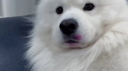 Dog: How could suspicion possibly fall on me?