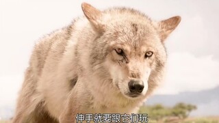 女孩每浪费一口食物，哥哥就要挨一顿毒打