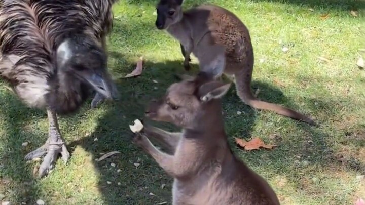Cute little kangaroo—its growth process is quite fascinating.