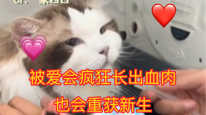 BLEACH "This is the tenth life already—have you made up your mind?" Little Cat: "That's it then. The