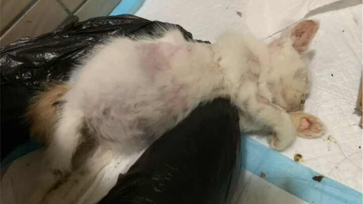 Mohon maaf kepada para penggemar kucing, ada kabar yang kurang menyenangkan.